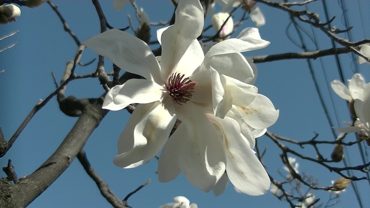 もくれん通りのハクモクレン【花のコラム】 |特集 |【公式】神奈川県のお出かけ・観光・旅行サイト「観光かながわNOW」
